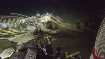 Media type: image;   Invertebrate Zoology 153118 Description: live specimen;